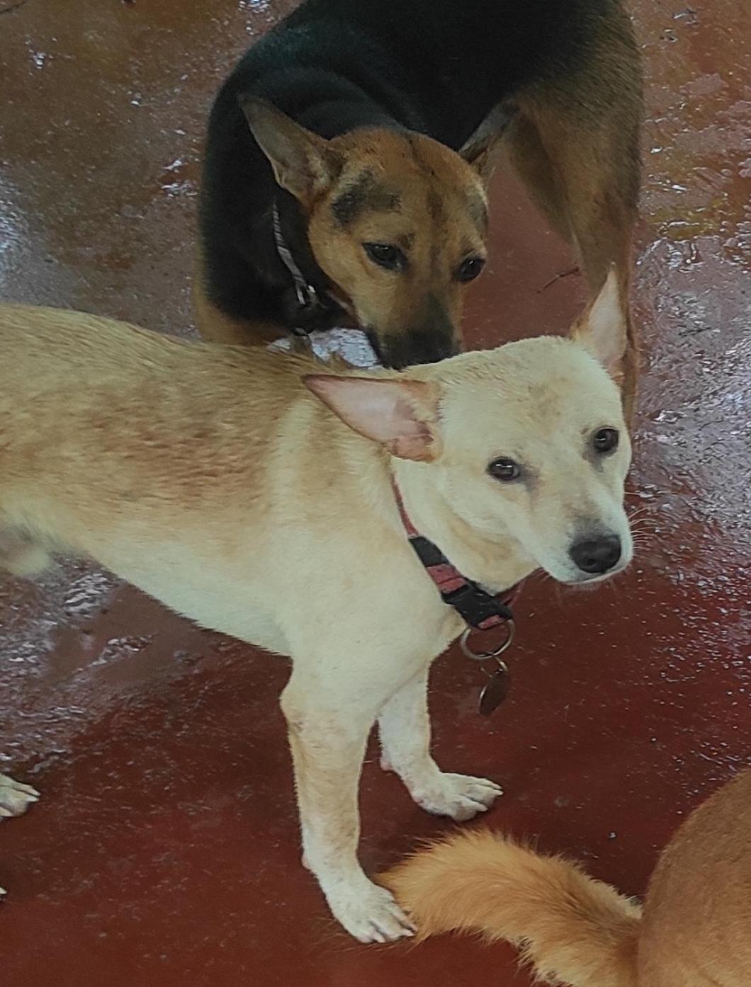 Appartamento Baba Luru'S Varkala Esterno foto