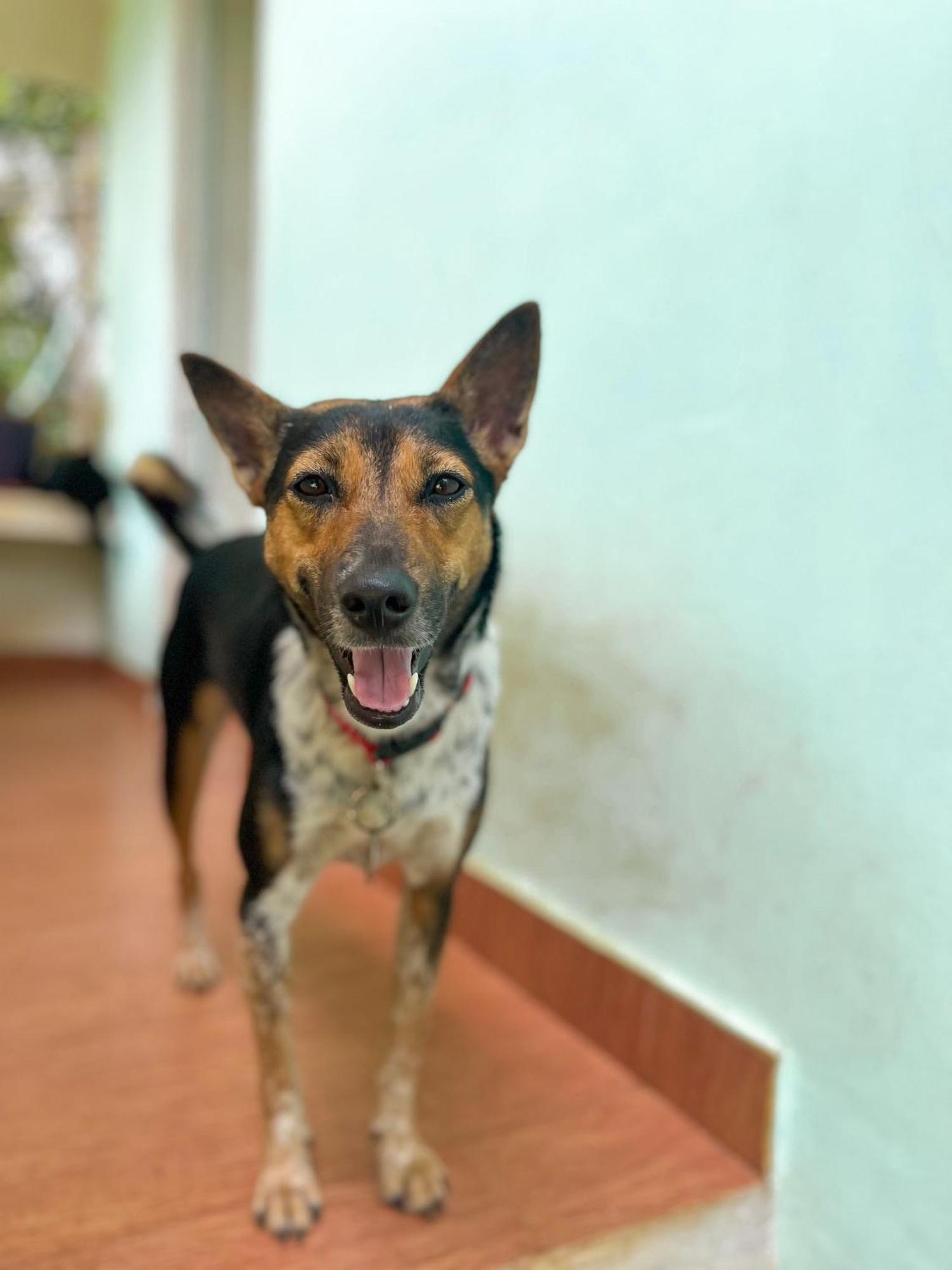 Appartamento Baba Luru'S Varkala Esterno foto